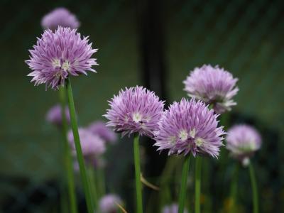 Purple Flowers