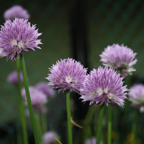 Purple Flowers